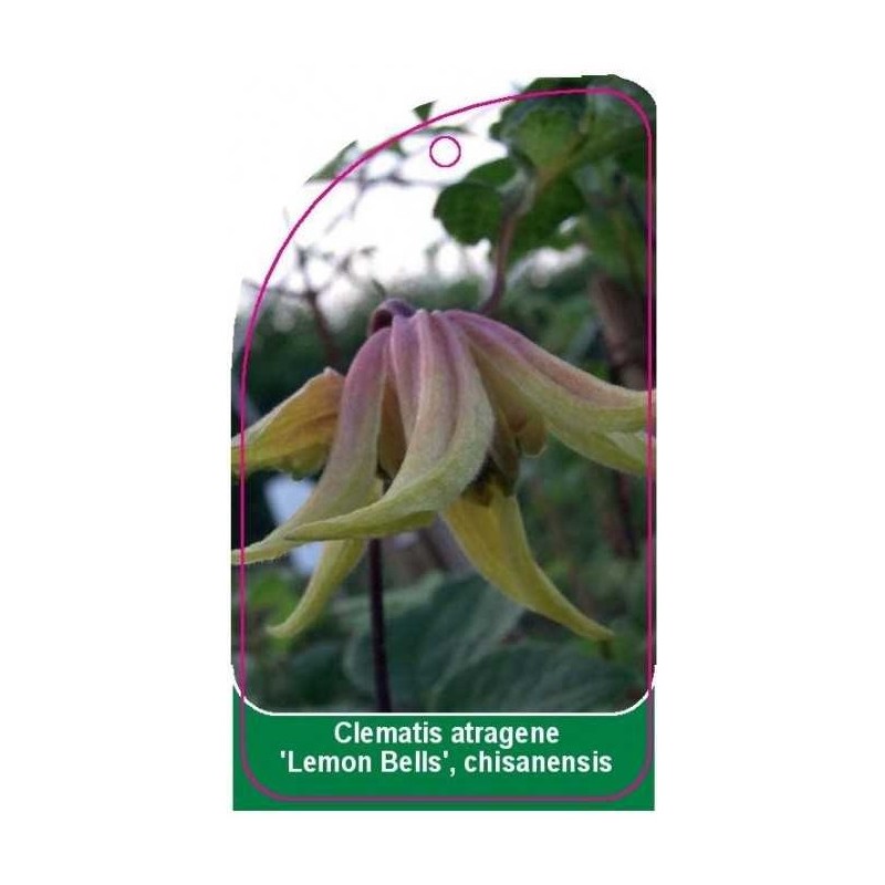 clematis-atragene-lemon-bells-chisanensis0