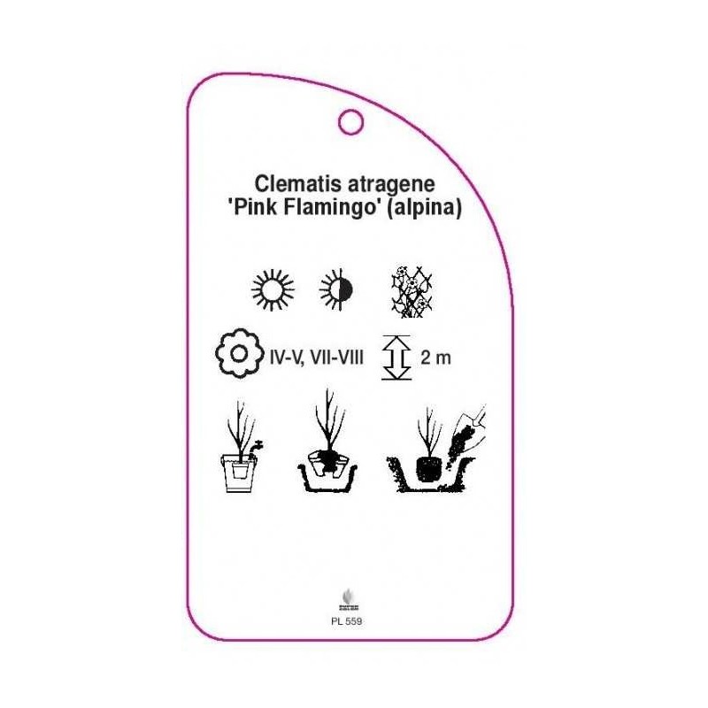 clematis-atragene-pink-flamingo-alpina-a1