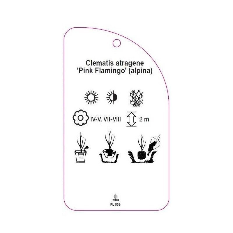 clematis-atragene-pink-flamingo-alpina-c1