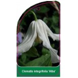 clematis-integrifolia-alba-0