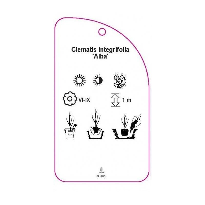 clematis-integrifolia-alba-1