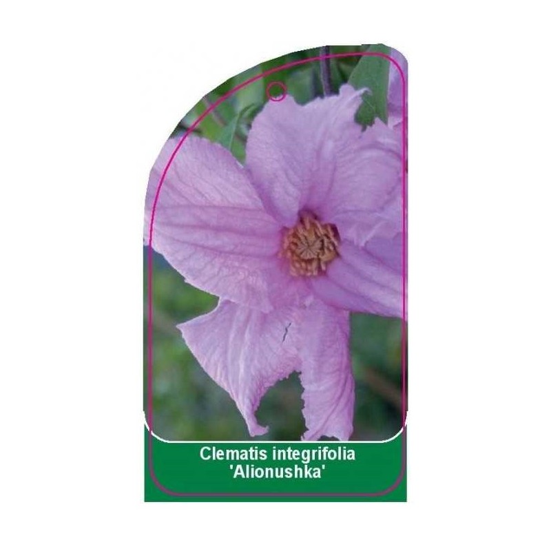 clematis-integrifolia-alionushka-0