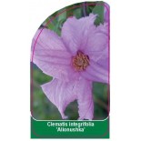 clematis-integrifolia-alionushka-0