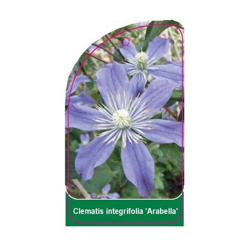 clematis-integrifolia-arabella-0