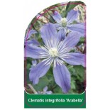clematis-integrifolia-arabella-0
