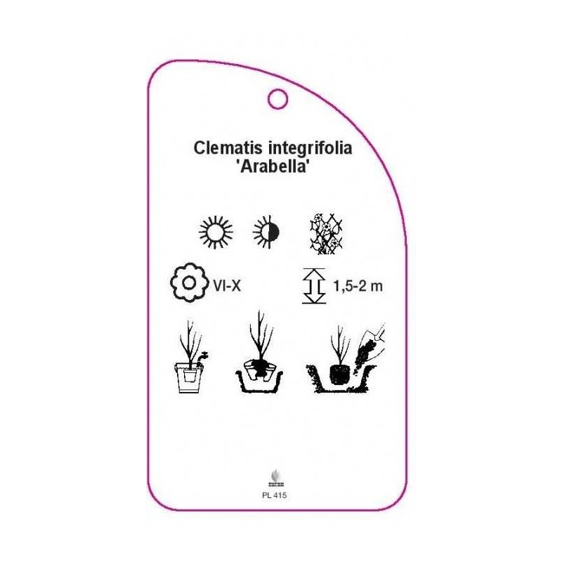 clematis-integrifolia-arabella-1