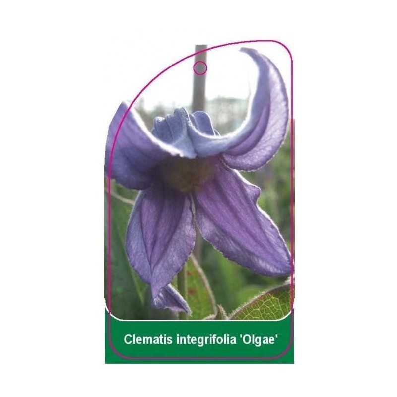 clematis-integrifolia-olgae-0