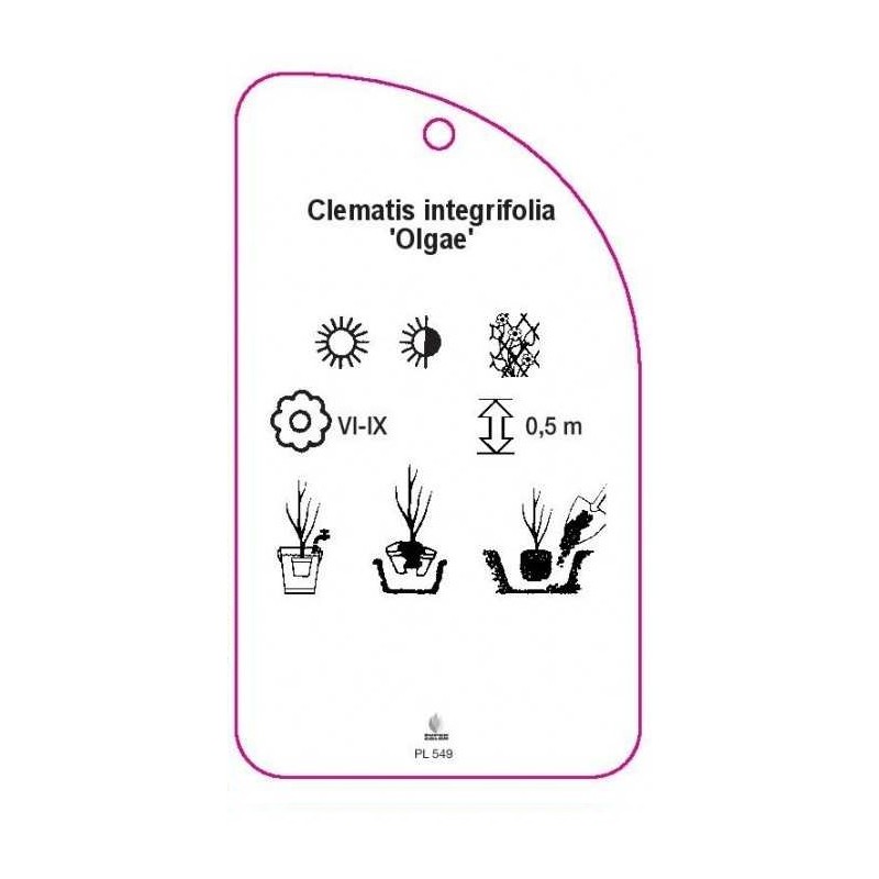 clematis-integrifolia-olgae-1