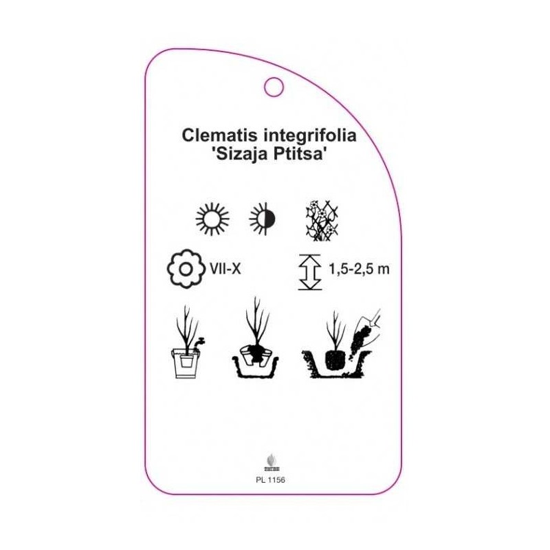 clematis-integrifolia-sizaja-ptitsa-1