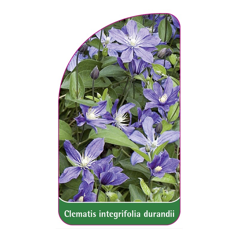 clematis-integrifolia-durandii0