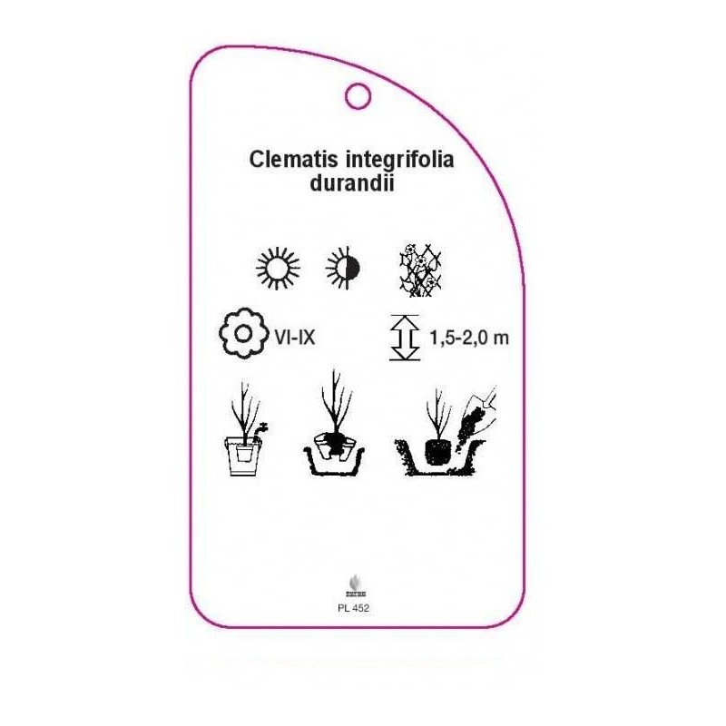 clematis-integrifolia-durandii1
