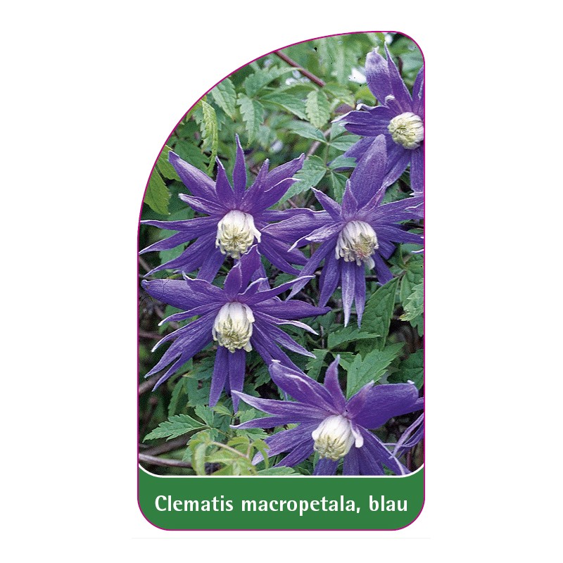 clematis-macropetala-blau0