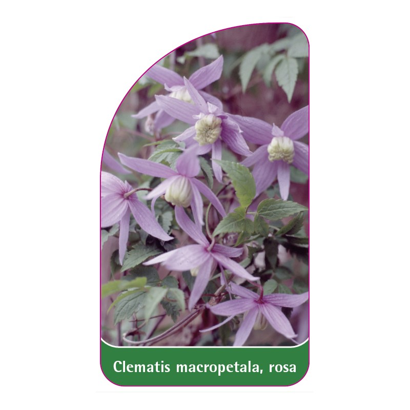 clematis-macropetala-rosa0