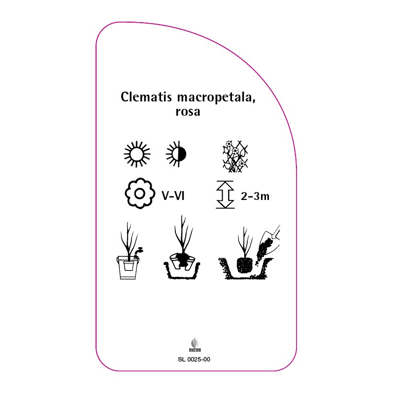 clematis-macropetala-rosa1