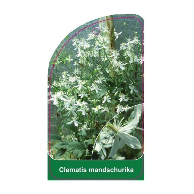 clematis-mandschurika1