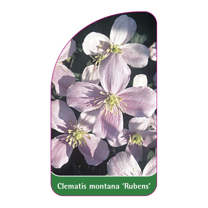clematis-montana-rubens-0