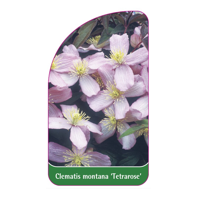 clematis-montana-tetrarose-0