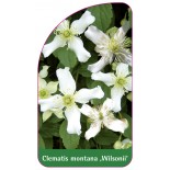clematis-montana-wilsonii-0