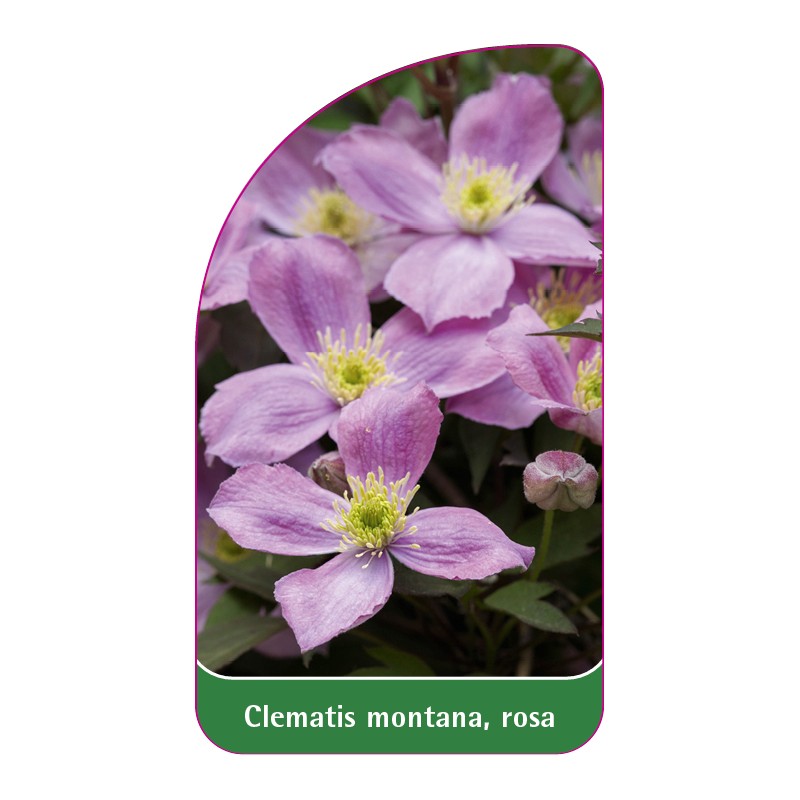 clematis-montana-rosa0