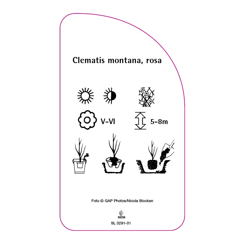 clematis-montana-rosa1
