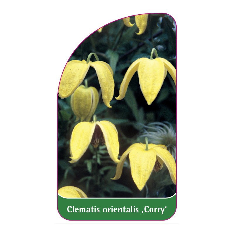 clematis-orientalis-corry-0