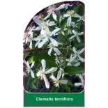 clematis-terniflora0