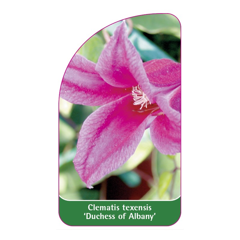 clematis-texensis-duchess-of-albany-0