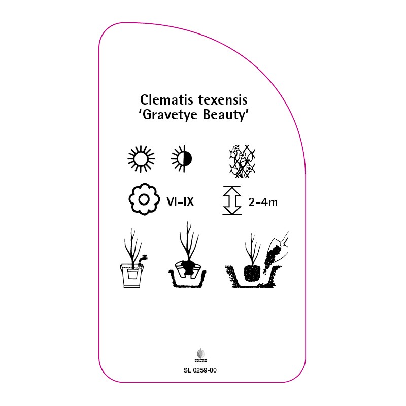 clematis-texensis-gravetye-beauty-1