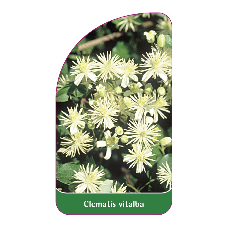 clematis-vitalba0