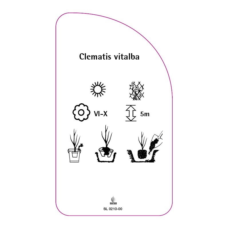 clematis-vitalba1
