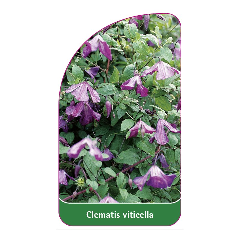 clematis-viticella0