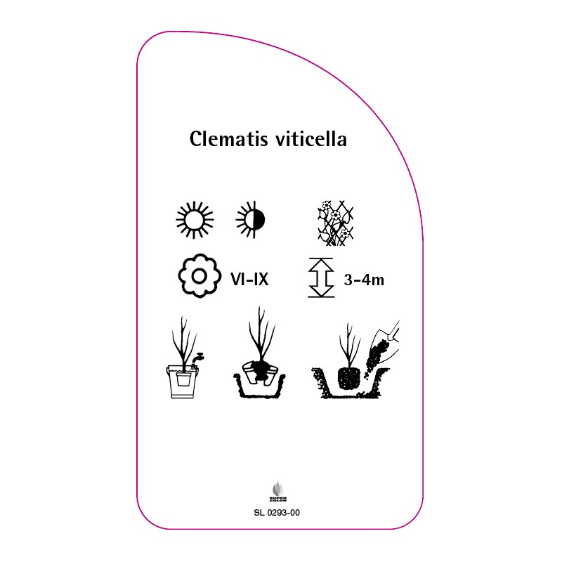 clematis-viticella1
