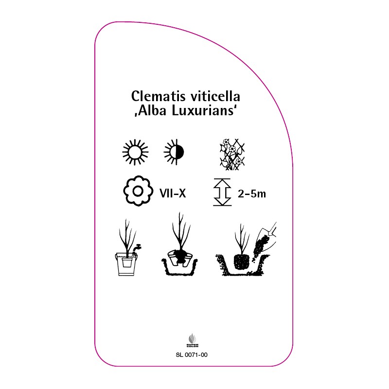 clematis-viticella-alba-luxurians-1