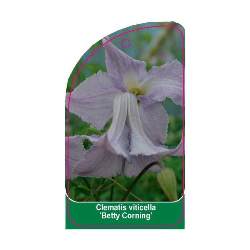 clematis-viticella-betty-corning-0