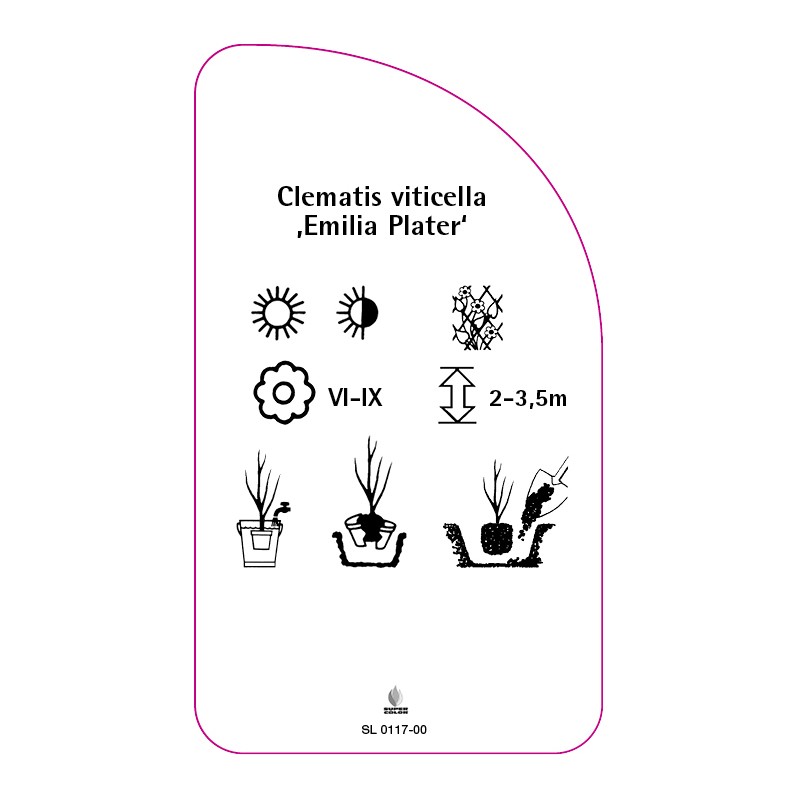 clematis-viticella-emilia-plater-a1