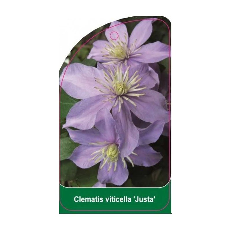 clematis-viticella-justa-b0