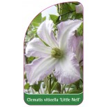 clematis-viticella-little-nell-a0
