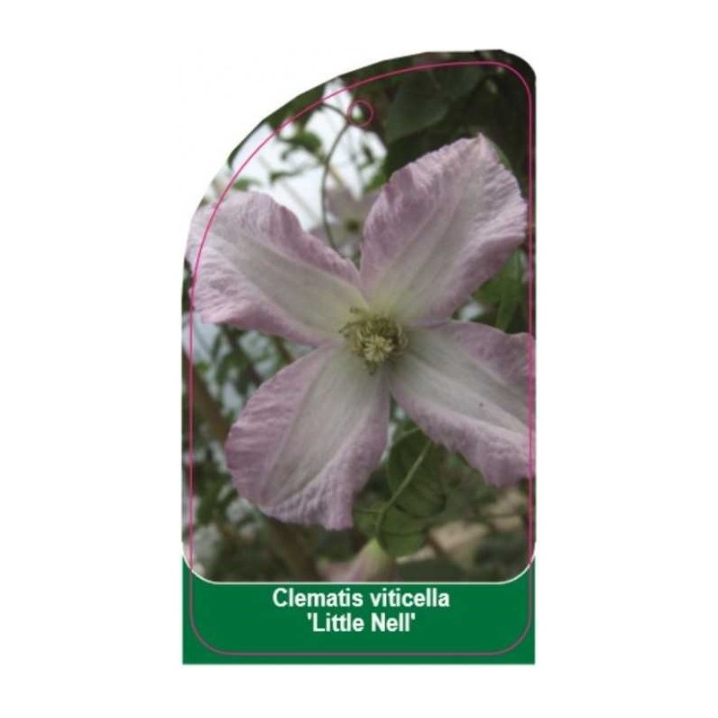 clematis-viticella-little-nell-b0