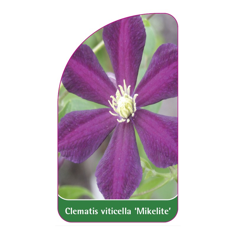 clematis-viticella-mikelite-a0