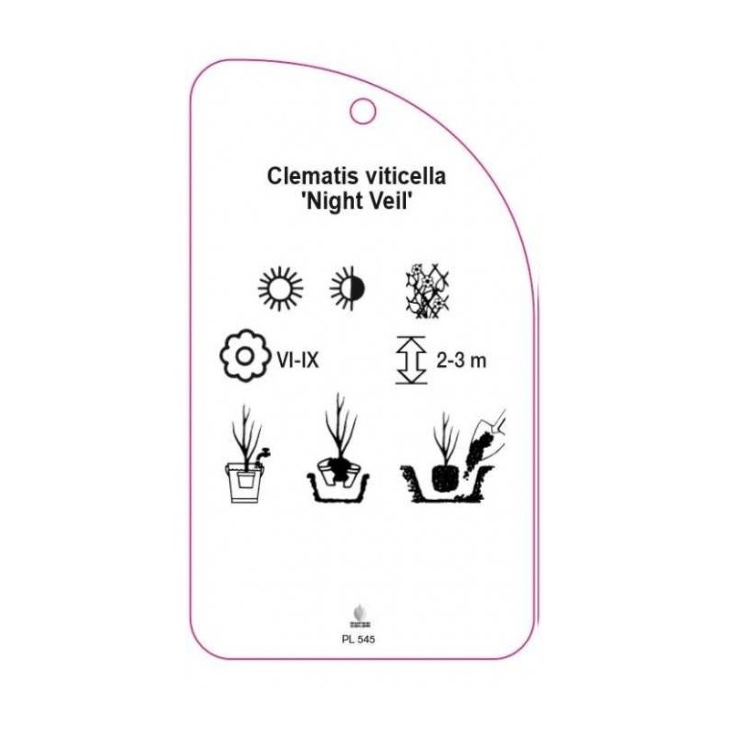 clematis-viticella-night-veil-1