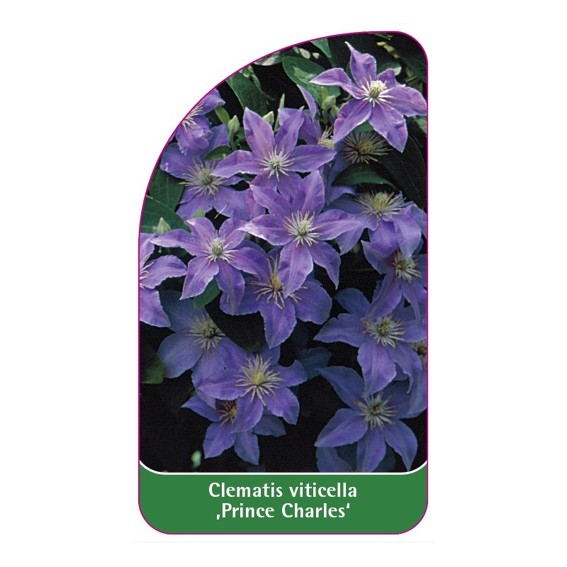 clematis-viticella-prince-charles-a0