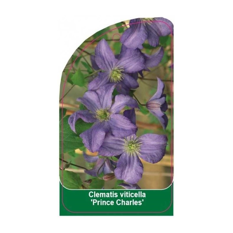 clematis-viticella-prince-charles-b0