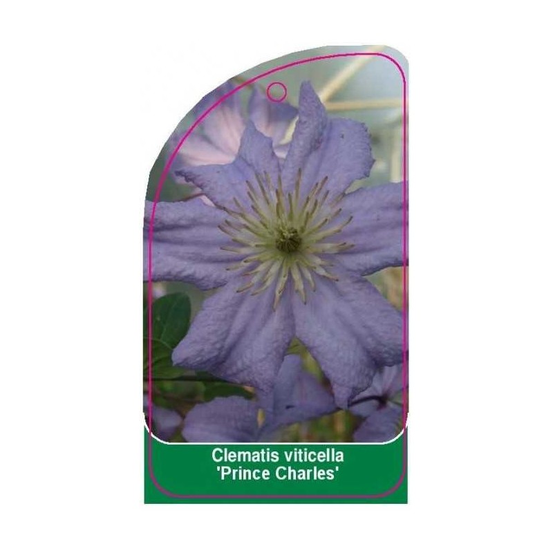 clematis-viticella-prince-charles-c0