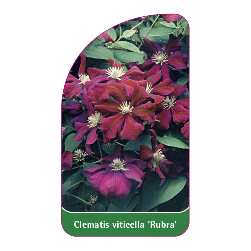 clematis-viticella-rubra-0