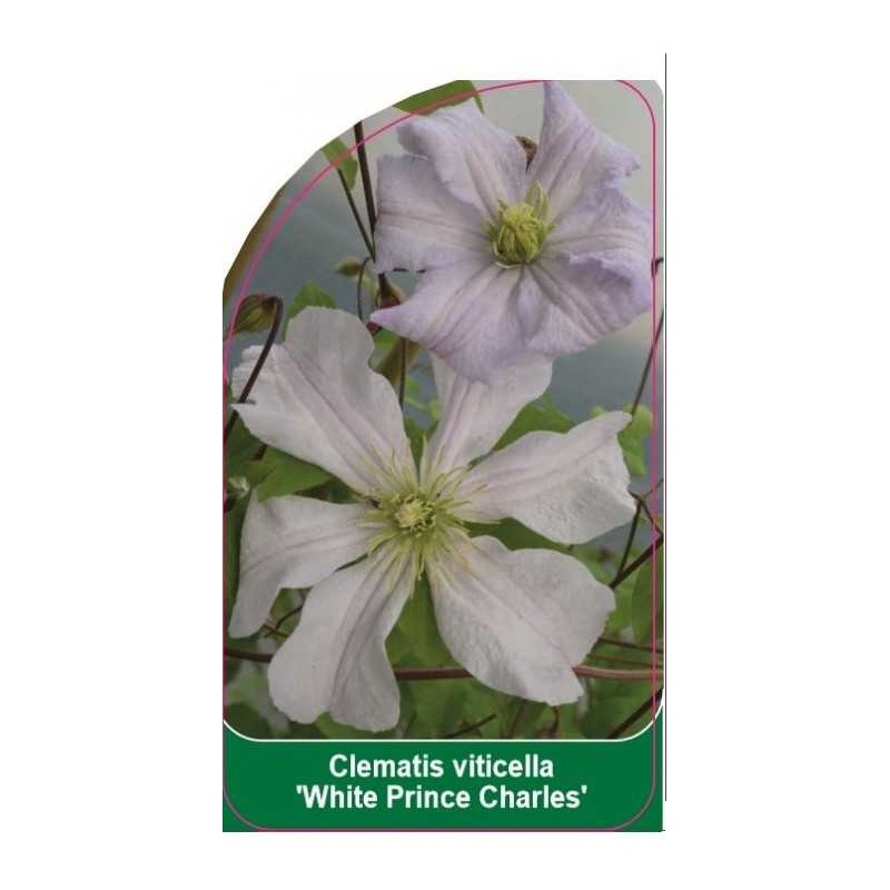 clematis-viticella-white-prince-charles-b0