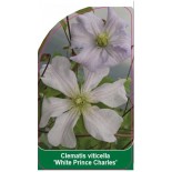 clematis-viticella-white-prince-charles-b0