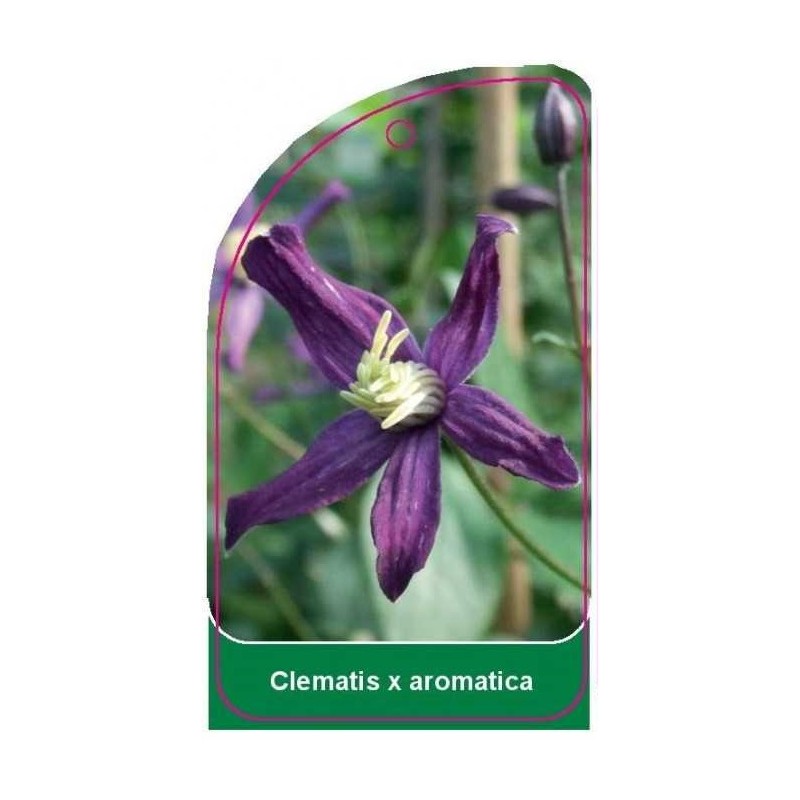 clematis-x-aromatica0