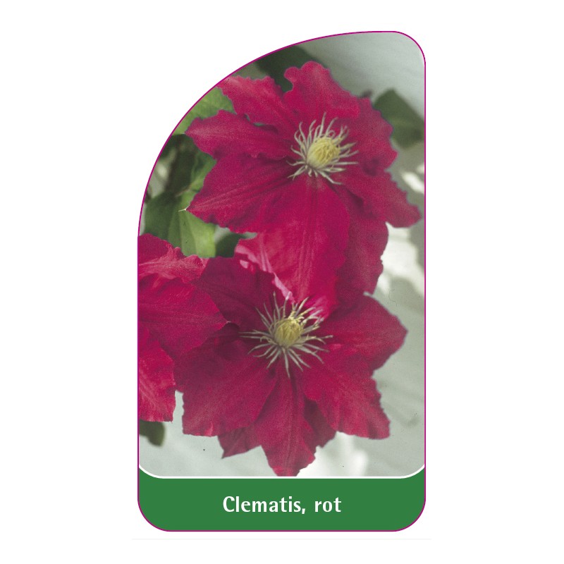 clematis-rot0