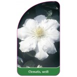 clematis-weiss0
