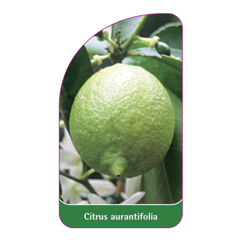 citrus-aurantifolia-limone0
